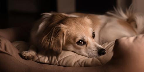 Camera trong nhà EZVIZ C6N G1 4K Ultra HD